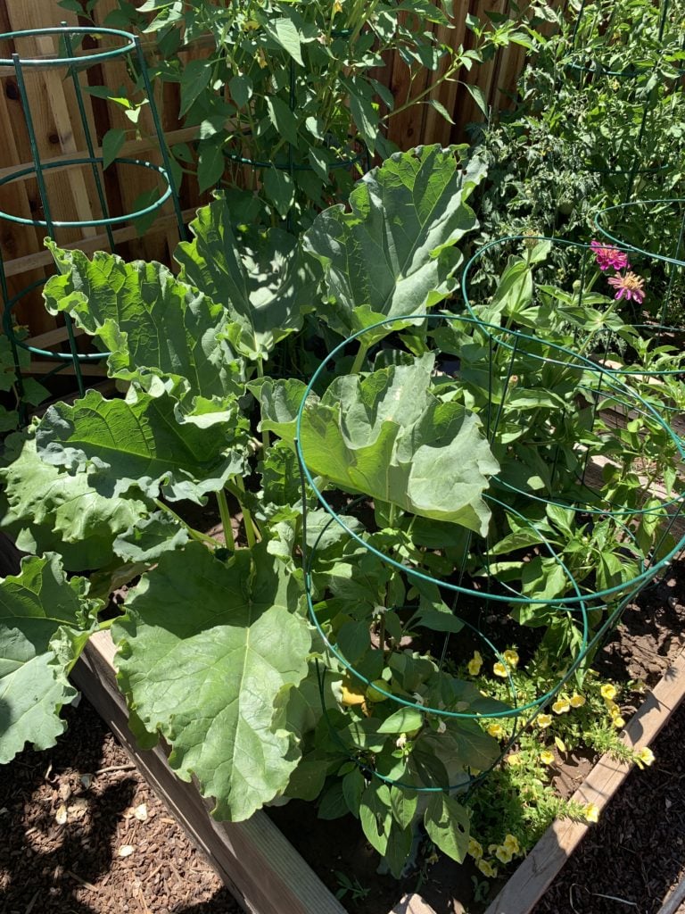 Rhubarb in the Garden