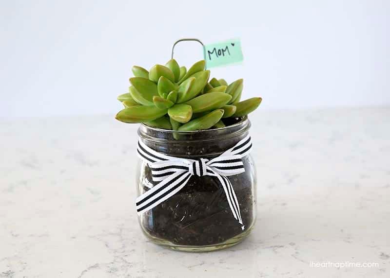 Easy-DIY-succlent-gift-idea