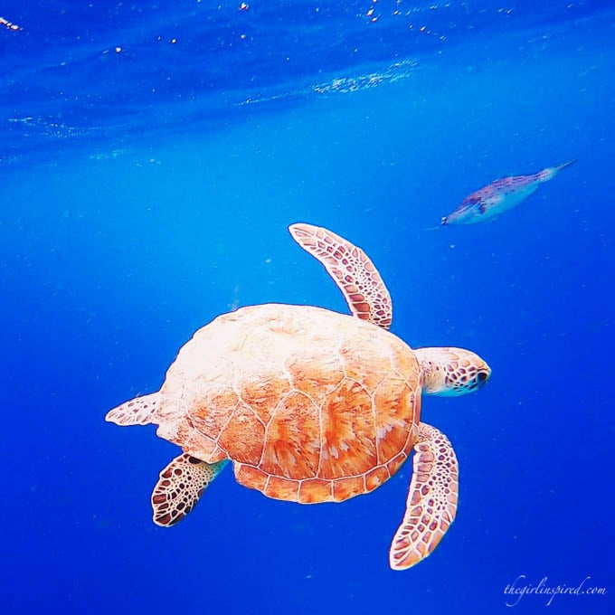 Sea Turtles snorkeling in Bonaire