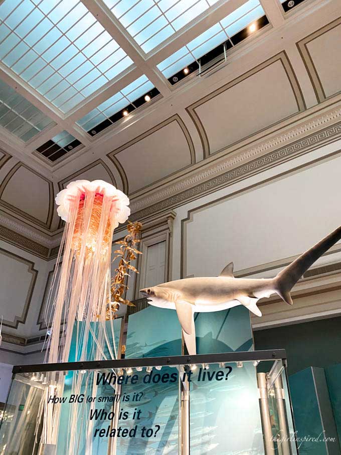 Giant jellyfish and shark suspended in the air at museum.