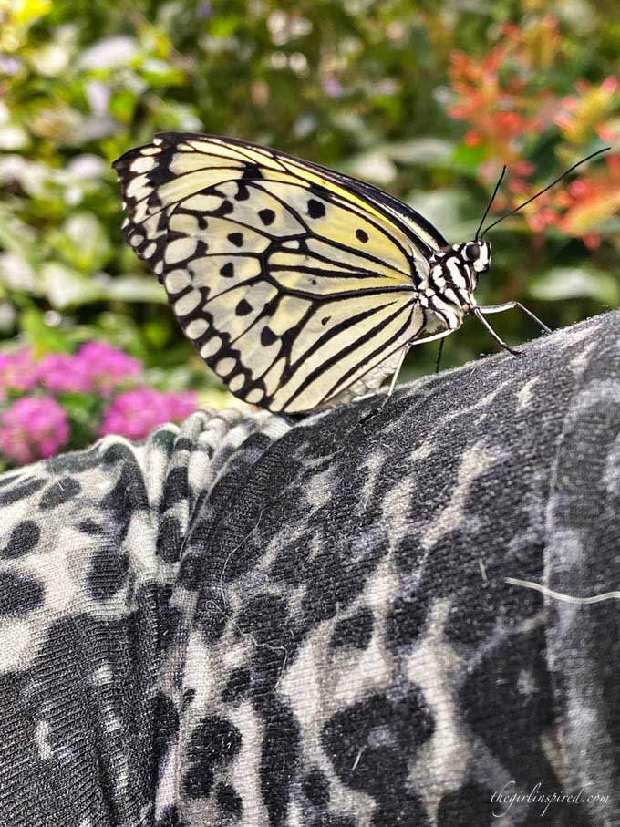 Close-up of yellow and black butterfly resting on leopard print shirt sleeve with flower garden in the background.