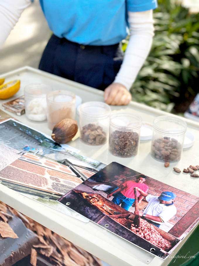 table with photographs, cacao pod, clear containers of chocolate pieces and powder.