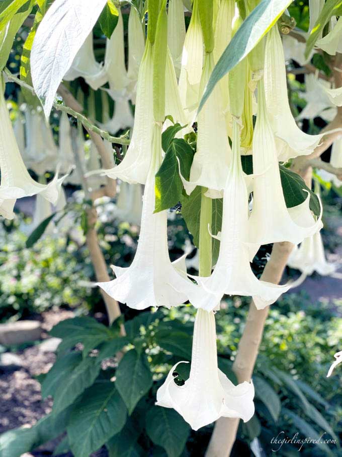 hanging white flowers on a tree