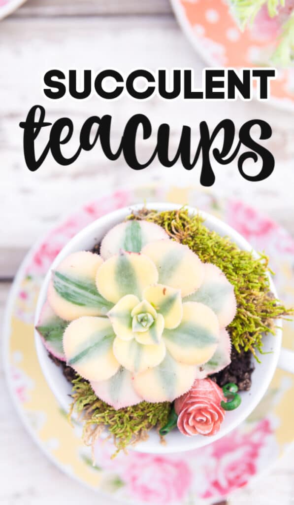 succulent teacup made with succulents planted in yellow floral polka dot teacups with moss and miniature teapot