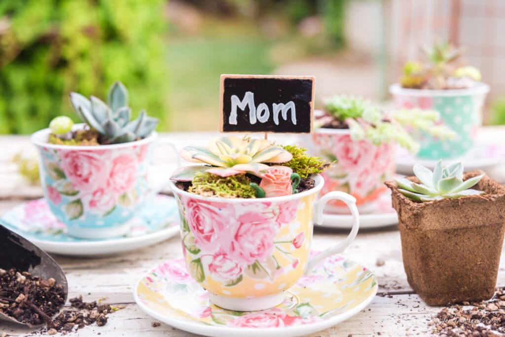 succulents planted in blue, orange, and yellow floral polka dot teacups