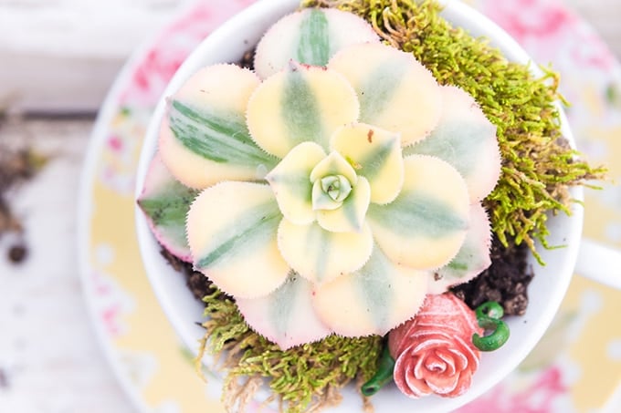 succulents planted in yellow floral polka dot teacups with moss and miniature teapot