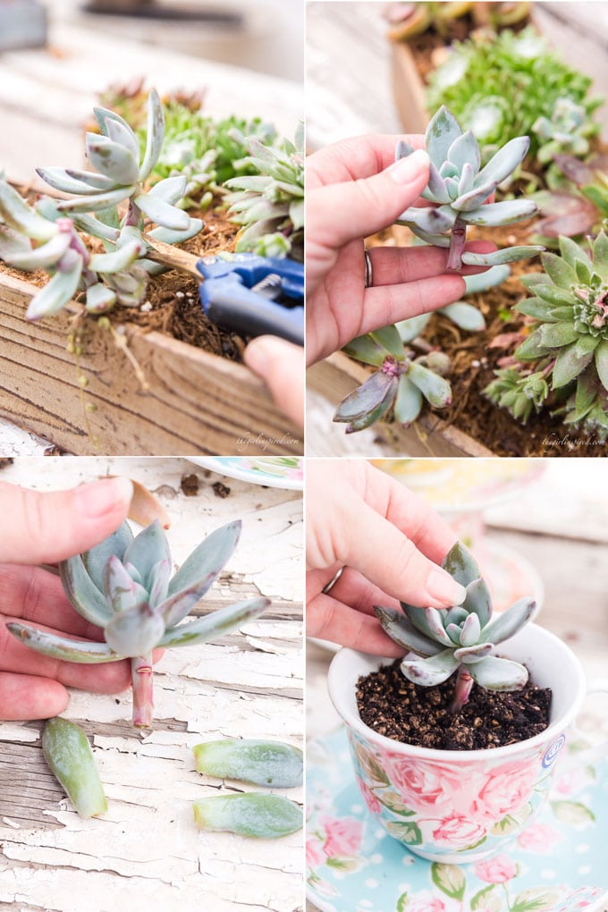 photo collage of taking a succulent cutting and planting it in blue floral teacup