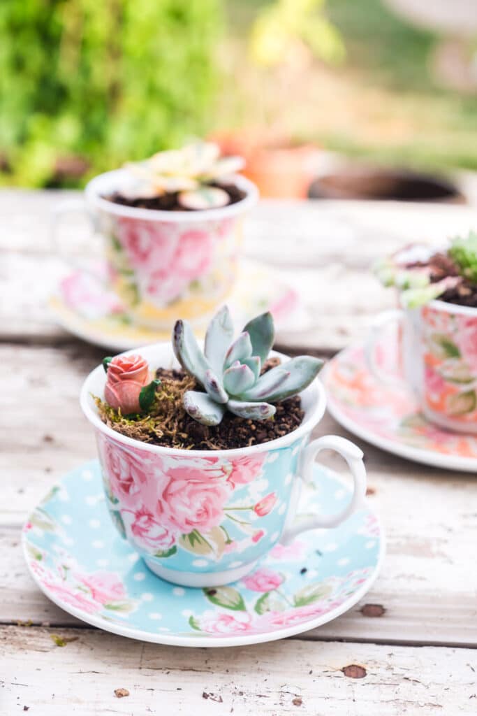 succulents planted in blue, orange, and yellow floral polka dot teacups