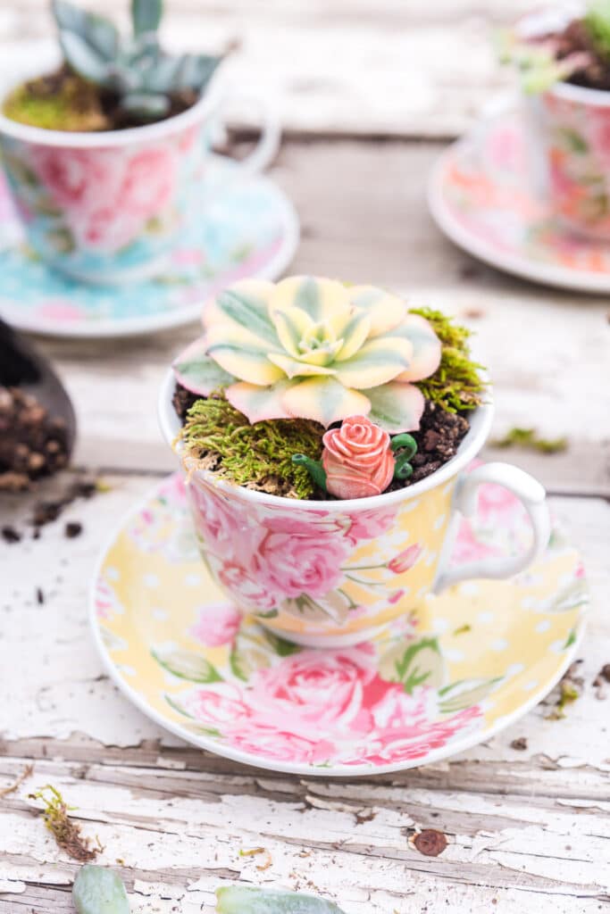 succulents planted in blue, orange, and yellow floral polka dot teacups