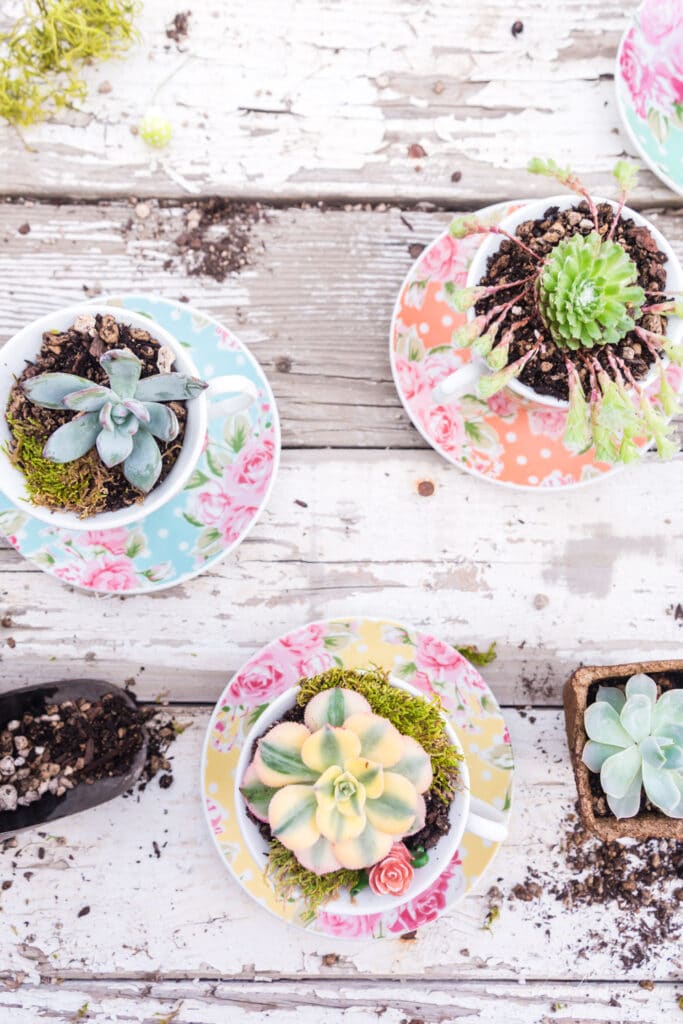succulents planted in blue, orange, and yellow floral polka dot teacups